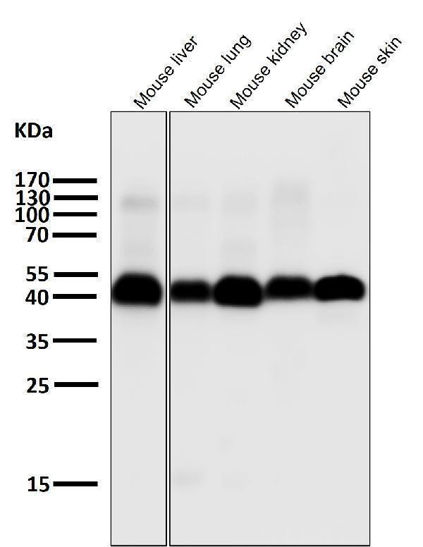 All lanes use the Antibody at 1:1K dilution for 1 hour at room temperature