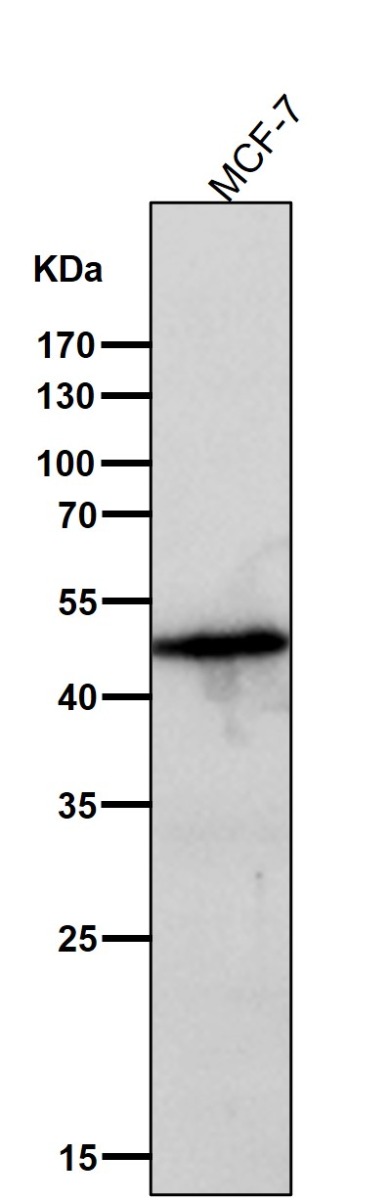 m00080 3 wb9