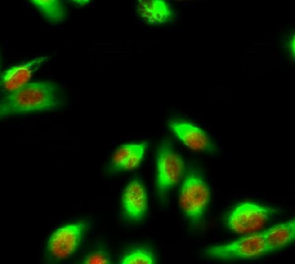 m00080 5 casp9 primary antibodies if testing 6