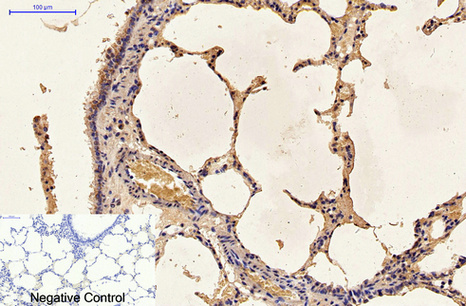 Immunohistochemical analysis of paraffin-embedded Rat-lung tissue