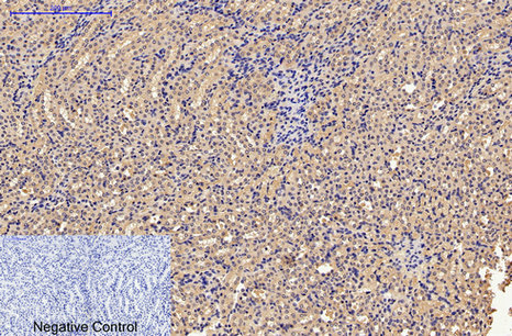 m00080 5 casp9 primary antibodies ihc testing 5