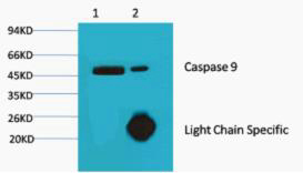 m00080 5 casp9 primary antibodies wb testing 1