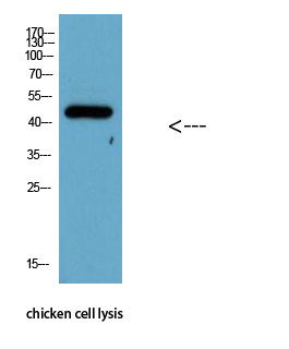 Western Blot analysis of chicken cell lysis using Antibody diluted at 1:1000