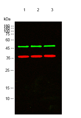 Western blot analysis of lysates from 1) Hela, 2) Jurkat, 3)3T3 cells, (Green) primary antibody was diluted at 1:1000, 4°over night, secondary antibody was diluted at 1:10000, 37° 1hour