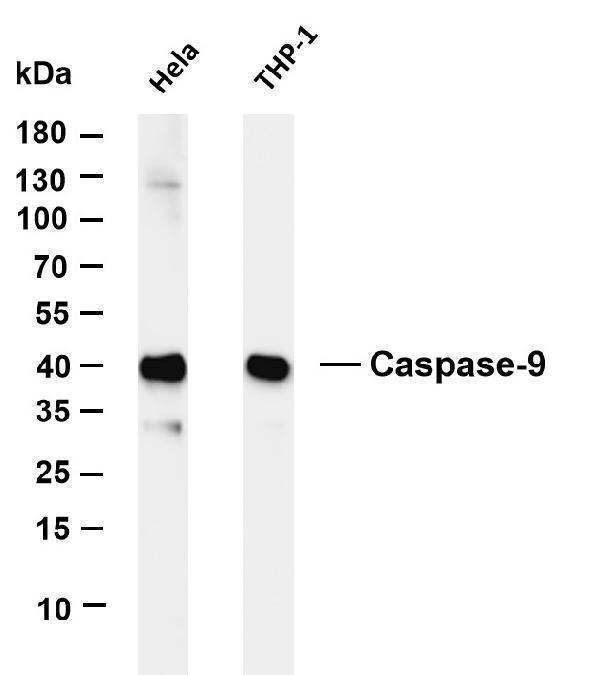 Various whole cell lysates were separated by 4-20% SDS-PAGE, and the membrane was blotted with anti-Caspase-9 antibody