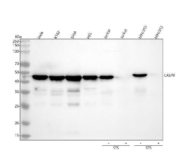  Western blot analysis of Caspase-9 using anti-Caspase-9 antibody (M00080)