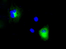 m00081 1 anti amyloid precursor protein app mouse monoclonal antibody clone id oti3e3 if testing 7