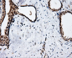 m00081 1 anti amyloid precursor protein app mouse monoclonal antibody clone id oti3e3 ihc testing 4