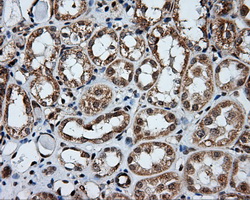 m00081 1 anti amyloid precursor protein app mouse monoclonal antibody clone id oti3e3 ihc testing 5