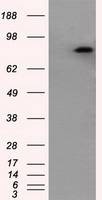 m00081 1 anti amyloid precursor protein app mouse monoclonal antibody clone id oti3e3 wb testing 1