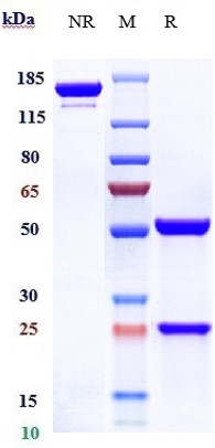 Anti-Amyloid Beta Reference Antibody (CNTO 2125) on SDS-PAGE under reducing (R) condition