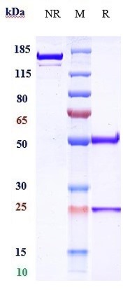 m00081 14 sds page