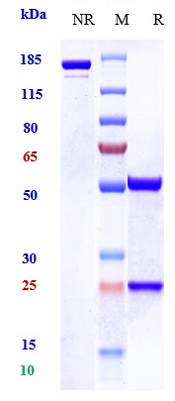 Anti-Amyloid Beta Reference Antibody (Georgetown U