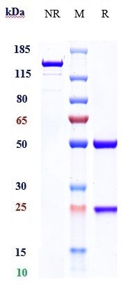 Anti-Amyloid Beta Reference Antibody (aducanumab) on SDS-PAGE under reducing (R) condition