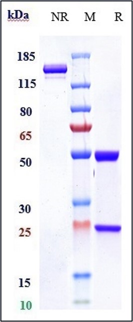 Anti-Amyloid Beta Reference Antibody (U