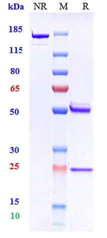 Anti-Amyloid Beta Reference Antibody (U