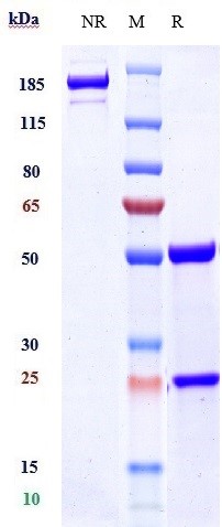 Anti-Amyloid Beta Reference Antibody (lecanemab) on SDS-PAGE under reducing (R) condition