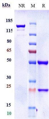Anti-Amyloid Beta Reference Antibody (donanemab) on SDS-PAGE under reducing (R) condition
