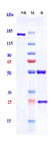 Anti-Amyloid Beta Reference Antibody (solanezumab) on SDS-PAGE under reducing (R) condition