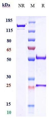 Anti-Amyloid Beta Reference Antibody (crenezumab) on SDS-PAGE under reducing (R) condition