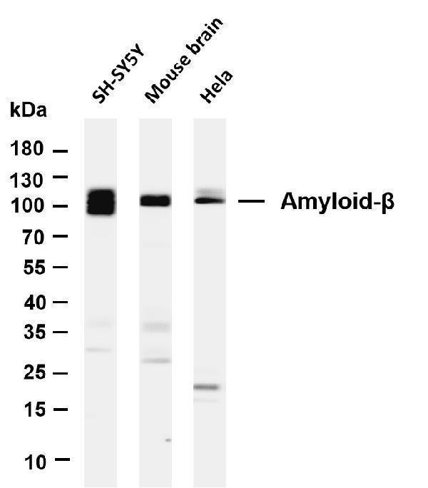 m00081 9 app primary antibodies wb testing 1