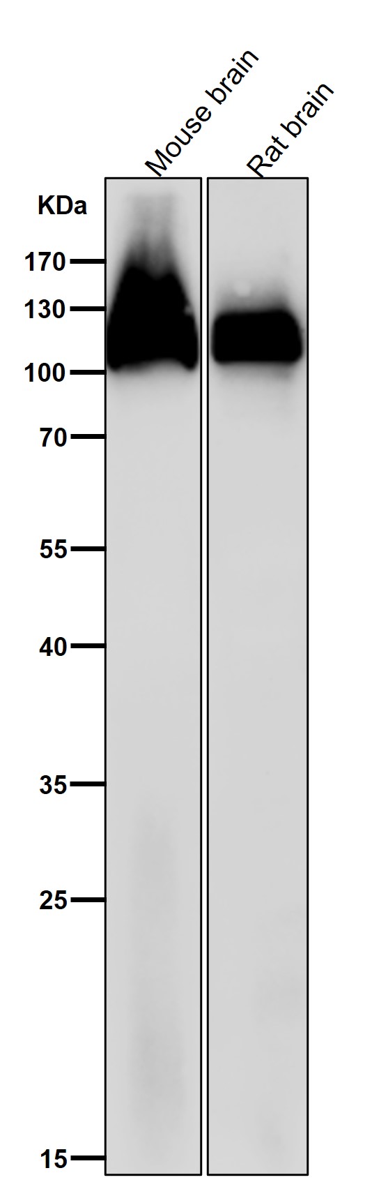 All lanes use the Antibody at 1:3W dilution for 1 hour at room temperature