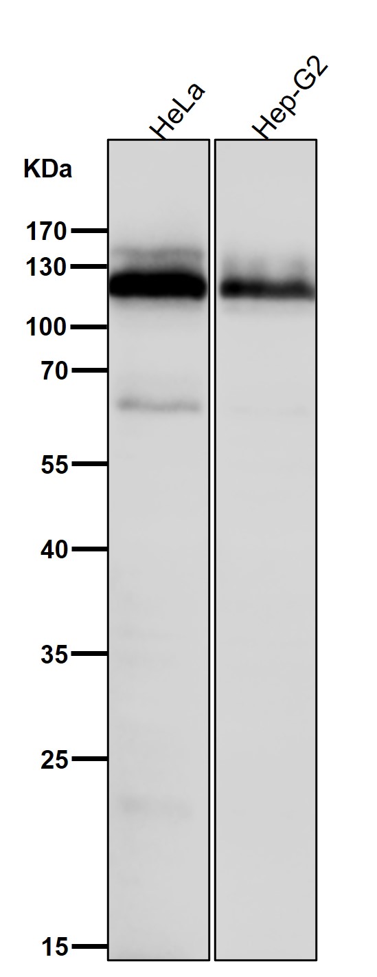 All lanes use the Antibody at 1:3W dilution for 1 hour at room temperature