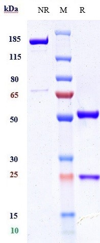 Anti-CSF1R/M-CSFR/CD115 Reference Antibody (axatilimab) on SDS-PAGE under reducing (R) condition