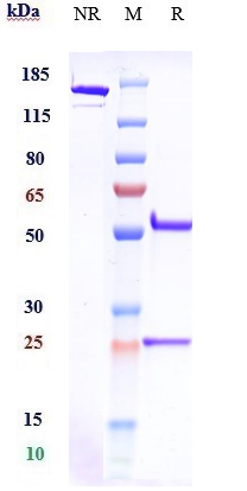 Anti-CSF1R/M-CSFR/CD115 Reference Antibody (emactuzumab) on SDS-PAGE under reducing (R) condition