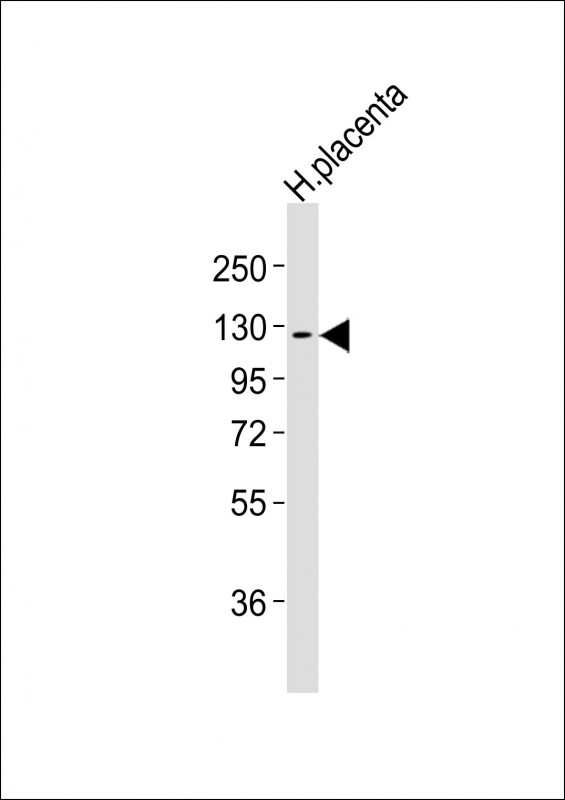 Anti-CSF1R Antibodyat 1:2000 dilution + human placenta lysatesLysates/proteins at 20 μg per lane