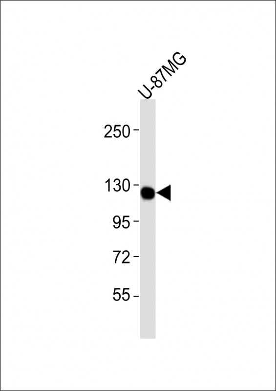 Anti-CSF1R Antibodyat 1:4000 dilution + U-87MG whole cell lysatesLysates/proteins at 20 μg per lane