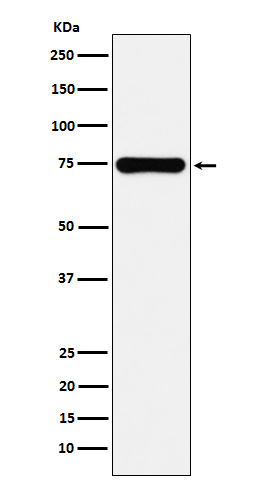 Western blot analysis of Cox2 expression in A549 cell lysate