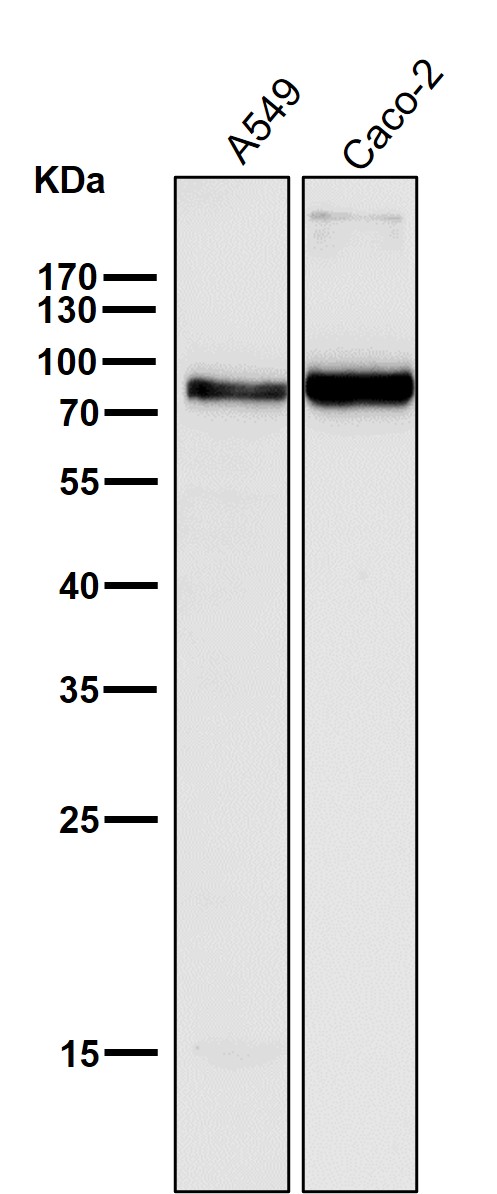 All lanes use the Antibody at 1:500 dilution for 1 hour at room temperature