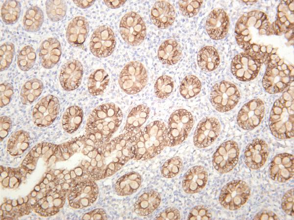 Human appendix was stained with anti-COX2 rabbit antibody