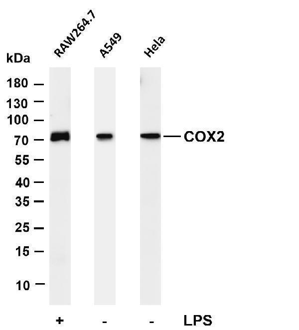 Various whole cell lysates were separated by 4-20% SDS-PAGE, and the membrane was blotted with anti-COX2  antibody