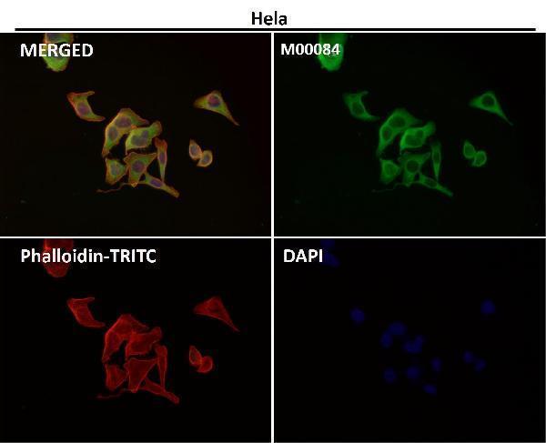 Immunofluorescent analysis using the Antibody at 1:150 dilution