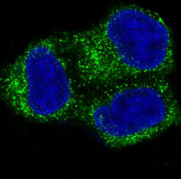 Immunofluorescent analysis of HeLa cells, using COX2 Antibody.