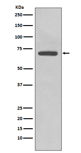 Western blot analysis of COX2 expression in RAW264