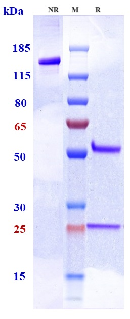Anti-PCSK9 Reference Antibody (tafolecimab) on SDS-PAGE under reducing (R) condition