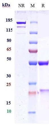 Anti-PCSK9 Reference Antibody (ebronucimab) on SDS-PAGE under reducing (R) condition