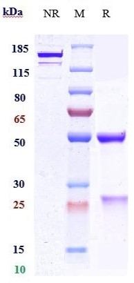 Anti-PCSK9 Reference Antibody (Boehringer anti-PCSK9) on SDS-PAGE under reducing (R) condition