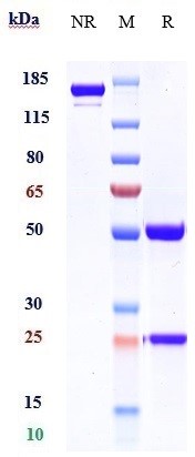 Anti-PCSK9 Reference Antibody (alirocumab) on SDS-PAGE under reducing (R) condition