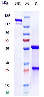 Anti-PCSK9 Reference Antibody (evolocumab) on SDS-PAGE under reducing (R) condition