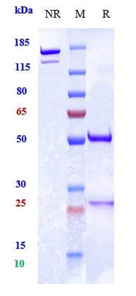 Anti-PCSK9 Reference Antibody (ralpancizumab) on SDS-PAGE under reducing (R) condition