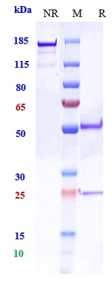 Anti-PCSK9 Reference Antibody (RG7652) on SDS-PAGE under reducing (R) condition