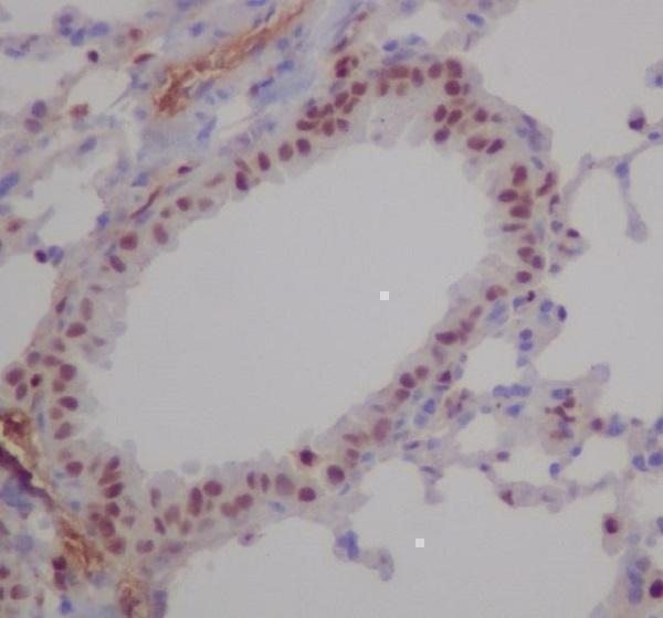 Immunohistochemical analysis of paraffin-embedded mouse lung, using RUNX1/RUNX2/RUNX3 Antibody