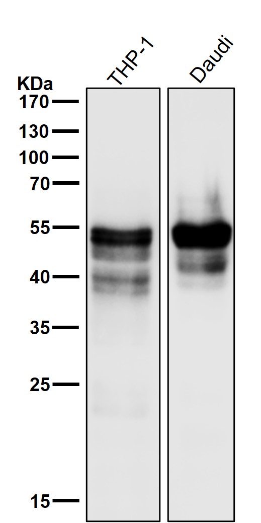 All lanes use the Antibody at 1:3K dilution for 1 hour at room temperature