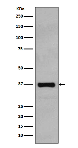 m00088 wb