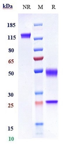 Anti-HGF/SF Reference Antibody (rilotumumab) on SDS-PAGE under reducing (R) condition