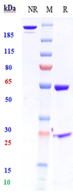 Anti-HGF/SF Reference Antibody (TAK-701) on SDS-PAGE under reducing (R) condition